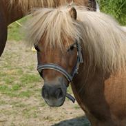 Shetlænder Annabella 