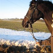 Dansk Varmblod Melissa (RDH)