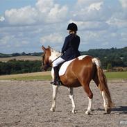 Anden særlig race Prinsesse (solgt) :'(