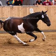 Hollandsk Varmblod Unicorde