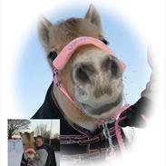 Fjordhest Vestergårends Mia