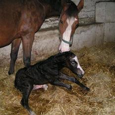 Welsh Partbred (Sec F) Midnights Masja