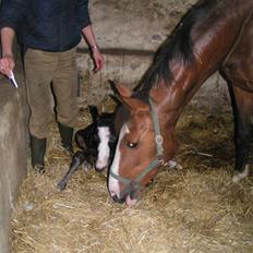 Welsh Partbred (Sec F) Midnights Masja