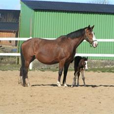 Welsh Partbred (Sec F) Midnights Masja