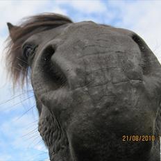 Anden særlig race Hugo
