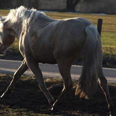 Welsh Pony af Cob-type (sec C) palsgårds blondie