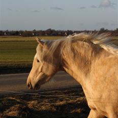 Welsh Pony af Cob-type (sec C) palsgårds blondie