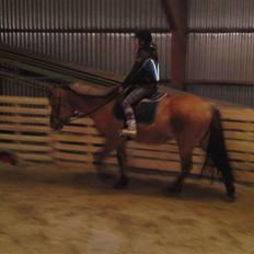 Anden særlig race daisy x-part solgt