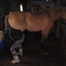 Anden særlig race daisy x-part solgt