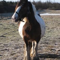 Irish Cob Corvette