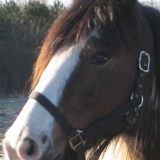 Irish Cob Corvette