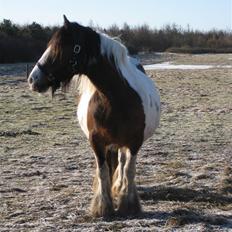 Irish Cob Corvette