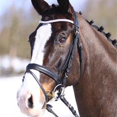 Dansk Varmblod Sant Jordi's Mccoy*solgt*