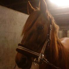 Traver Filur *Givet væk*