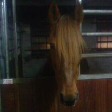 Traver Filur *Givet væk*