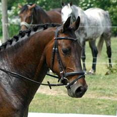 Anden særlig race - Marcell