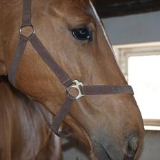 Dansk Varmblod Rolsted´s Cashot