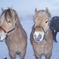 Fjordhest Hedegaards Cesillie 