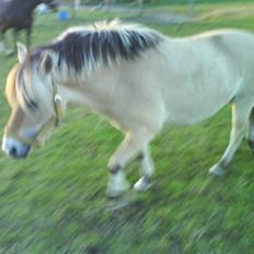 Fjordhest Hedegaards Cesillie 