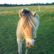 Fjordhest Hedegaards Cesillie 