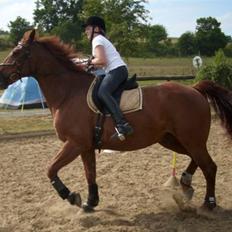 Anden særlig race Sensor-*R.I.P-13/04-2011*