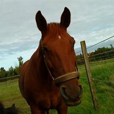 Anden særlig race Sensor-*R.I.P-13/04-2011*