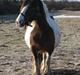 Irish Cob Corvette