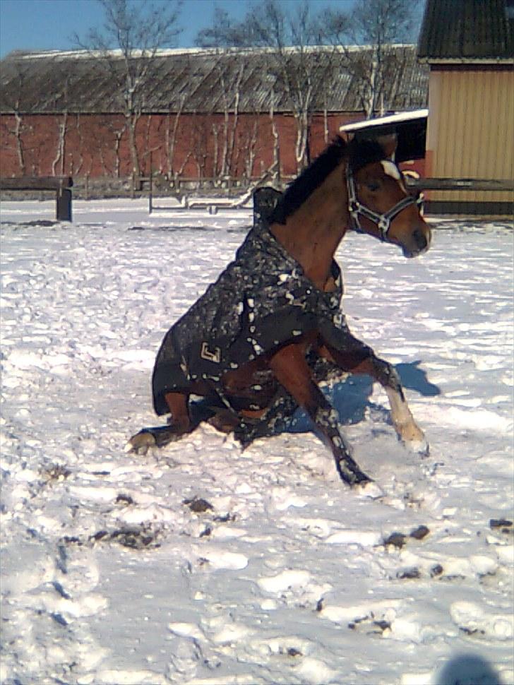 Anden særlig race Spotlight  - Dejlige Spotlight :-D billede 10