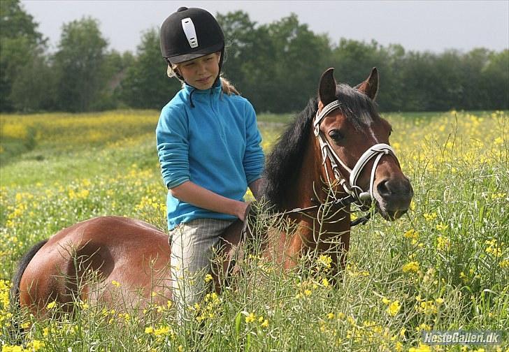 Anden særlig race Spotlight  - på rapsmarken<3  du er bare smuk billede 11