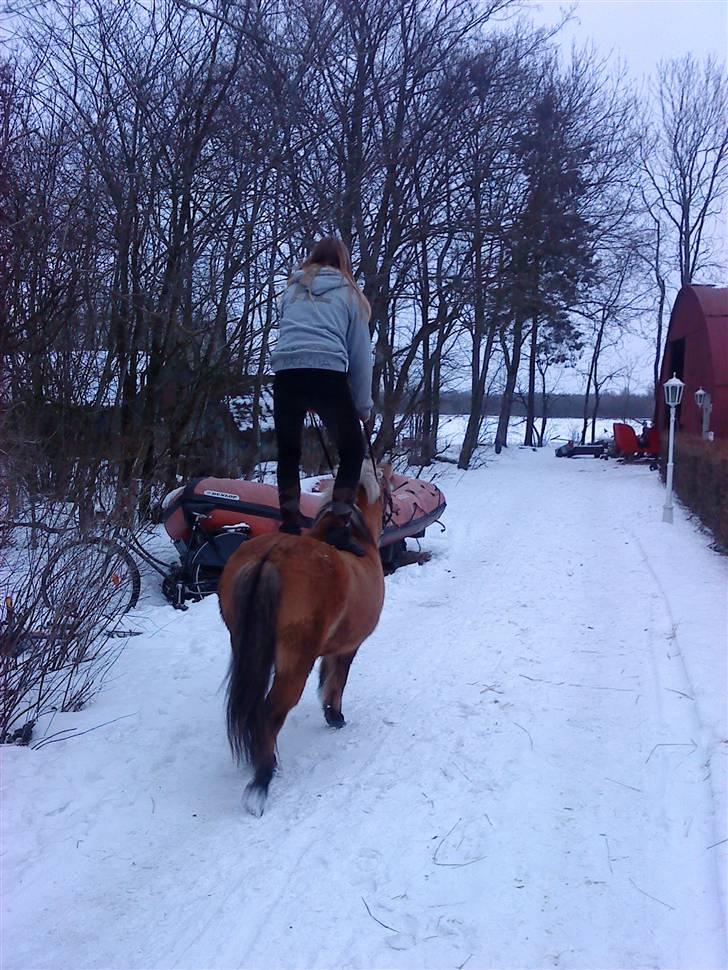 Anden særlig race Gulla - venskab og tillid :) <3 billede 5