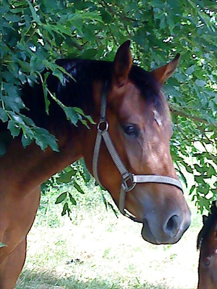 Welsh Partbred (Sec F) First Choice *StaldDK - Elsker dette billede billede 3