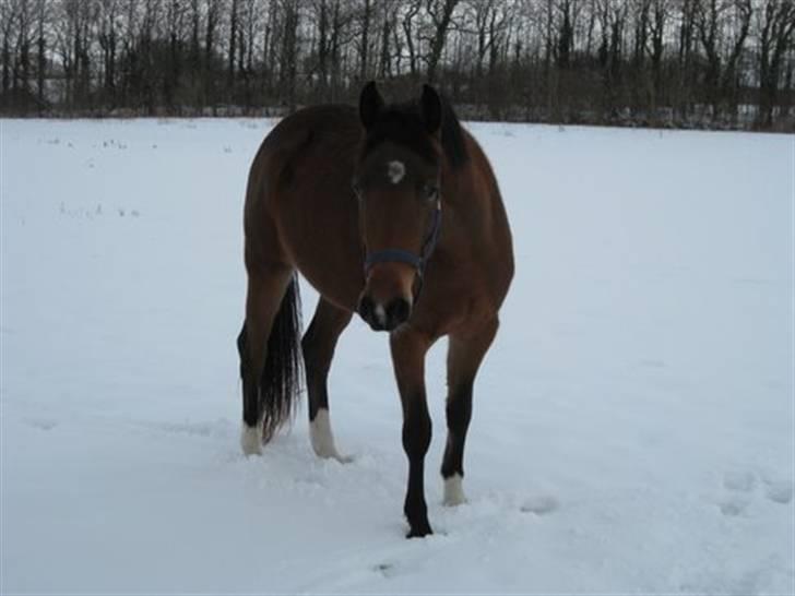 Welsh Partbred (Sec F) First Choice *StaldDK - jeg er foto model billede 4