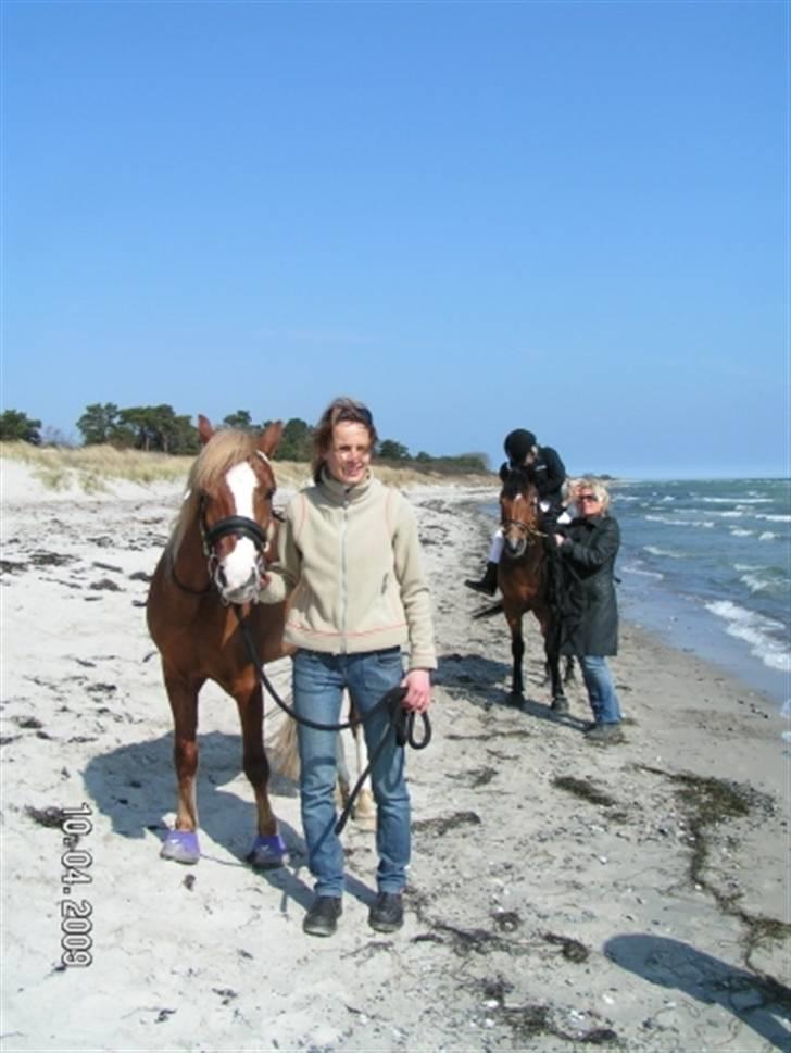 Welsh Pony af Cob-type (sec C) Tarzan *B-PONY* Solgt & savnet:´( - Arhh dejligt at være ude hved stranden...MEN det synes tarzan vist ikk?(ikk købt billed) billede 3