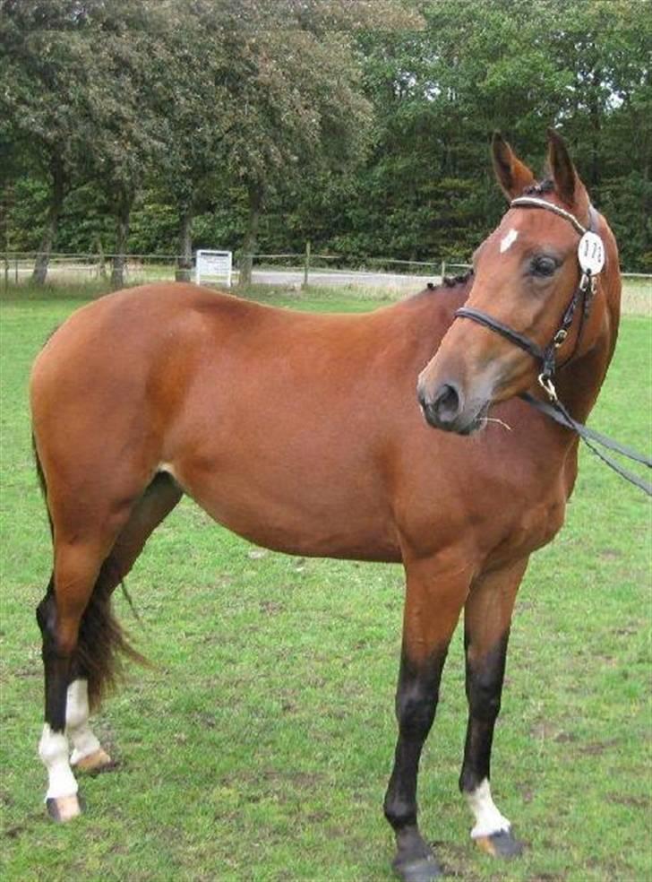 Welsh Partbred (Sec F) First Choice *StaldDK - Smukke mig til kåring <3 billede 5