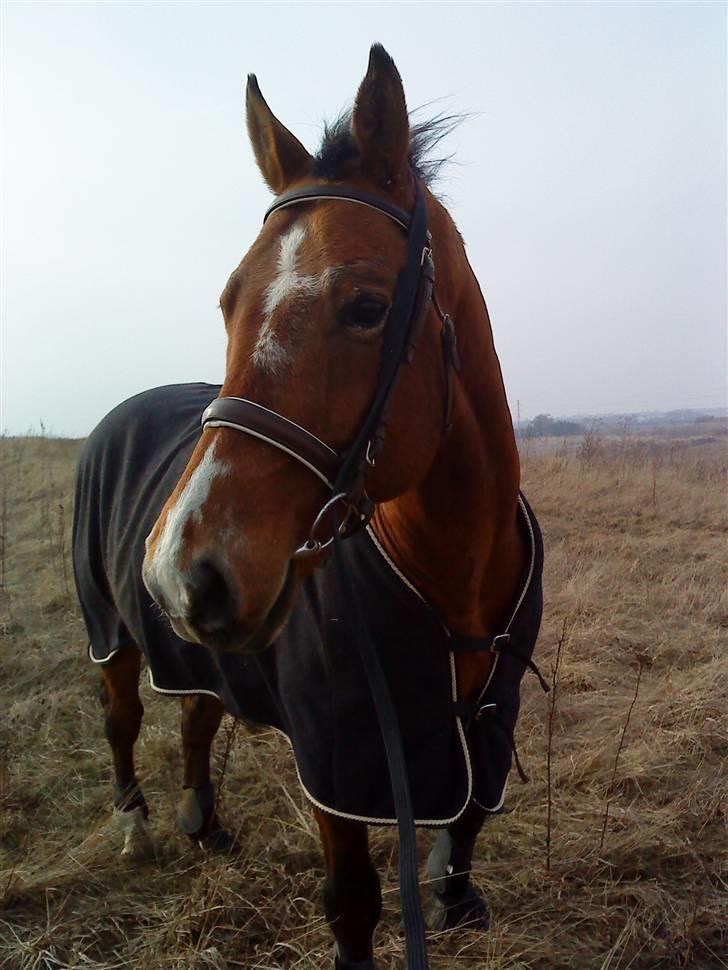 Anden særlig race Boogie +R.I.P+ >>savnes<< - Haiiiiiiiiiiiii                                  Taget d. 18/3-10 billede 17