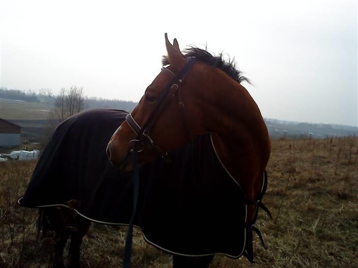 Anden særlig race Boogie +R.I.P+ >>savnes<< - Ynglings Billede <3333                                                   Taget d. 18-3/10 billede 18