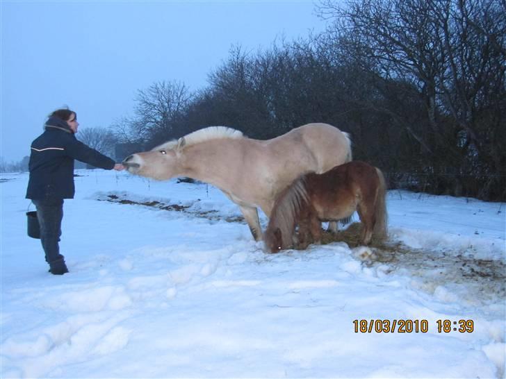 Fjordhest Laban billede 14