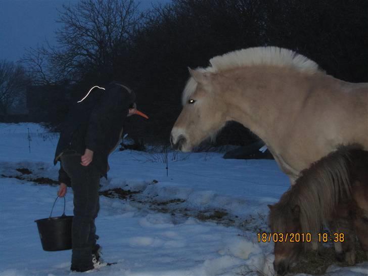Fjordhest Laban billede 15