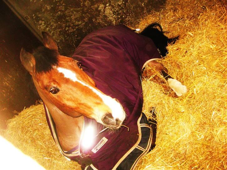 Belgisk Sportspony calvani - ~GODMORGEN skat :I <3(L) billede 2