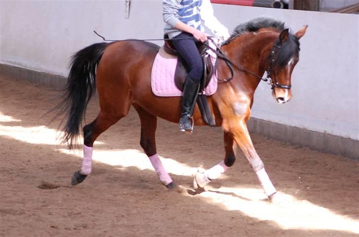 Hollandsk Sportspony lady solgt - smukke pony<3 foto AK billede 15