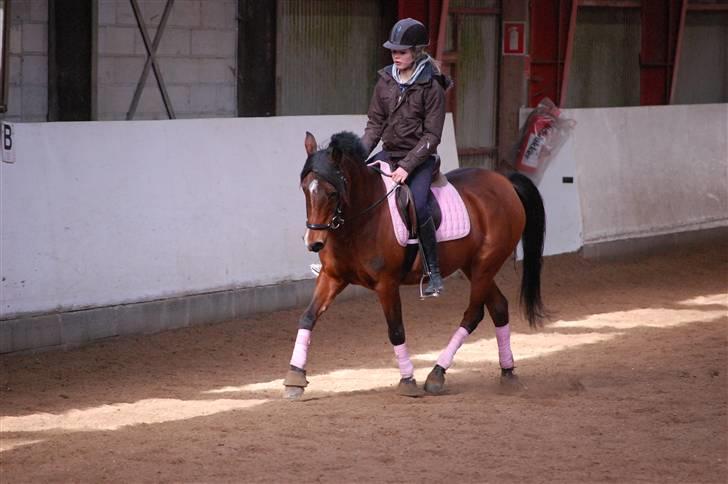 Hollandsk Sportspony lady solgt - dejlig pony :D foto AK billede 16