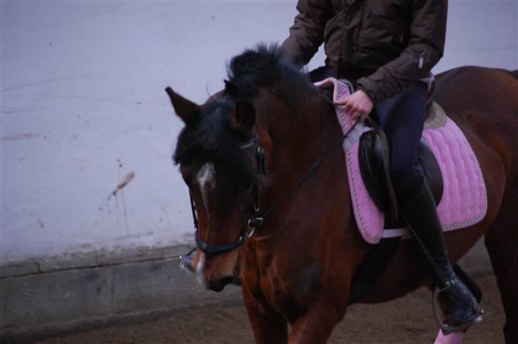 Hollandsk Sportspony lady solgt - dygtig pony ;D foto AK billede 17