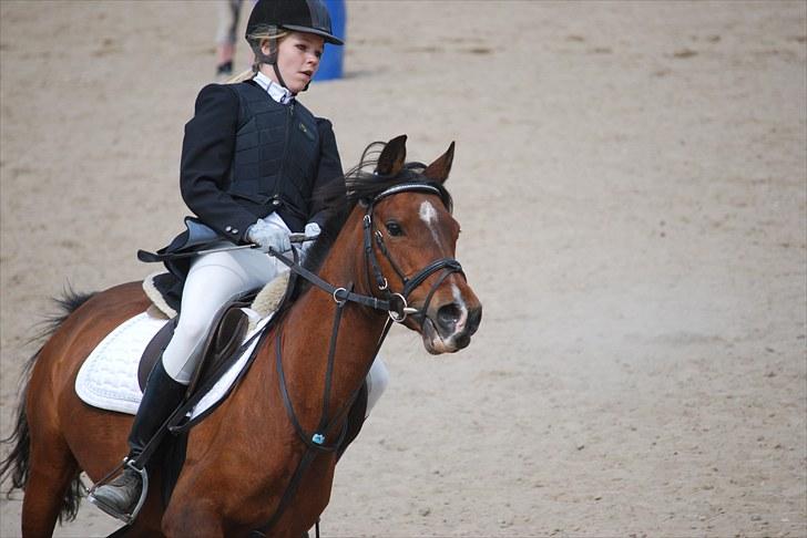 Hollandsk Sportspony lady solgt - dejlig hidsig pony :´D foto: Sasha billede 20