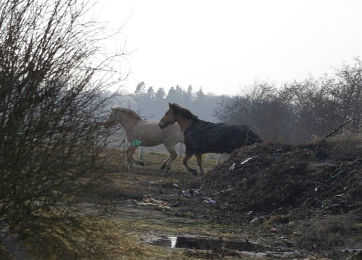Fjordhest Skovvejens Rødtop (tidl part) billede 2
