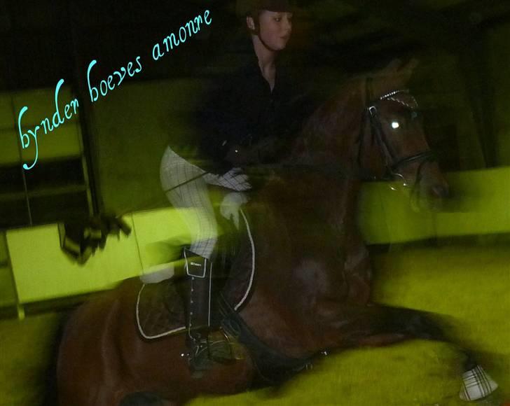 Welsh Pony (sec B) Hynder Hoeves Amon død :'( billede 19