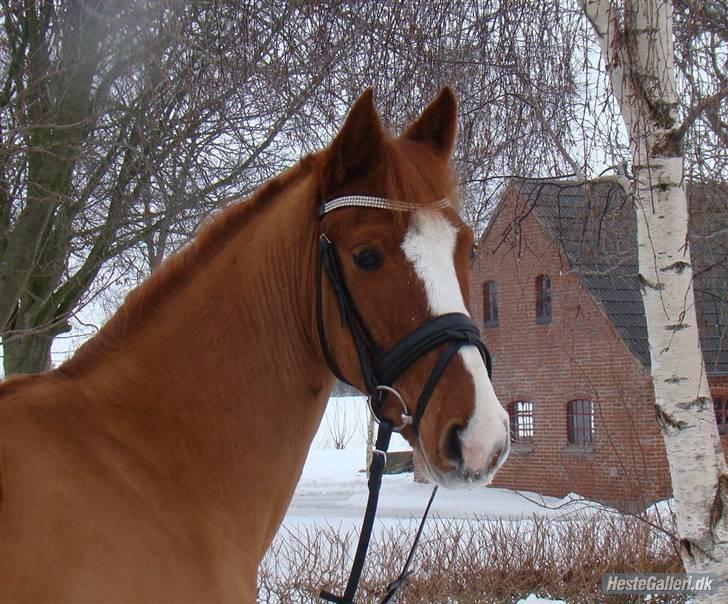 New Forest Shamrocks skater boy. - Skater i sneen ! <3 billede 1