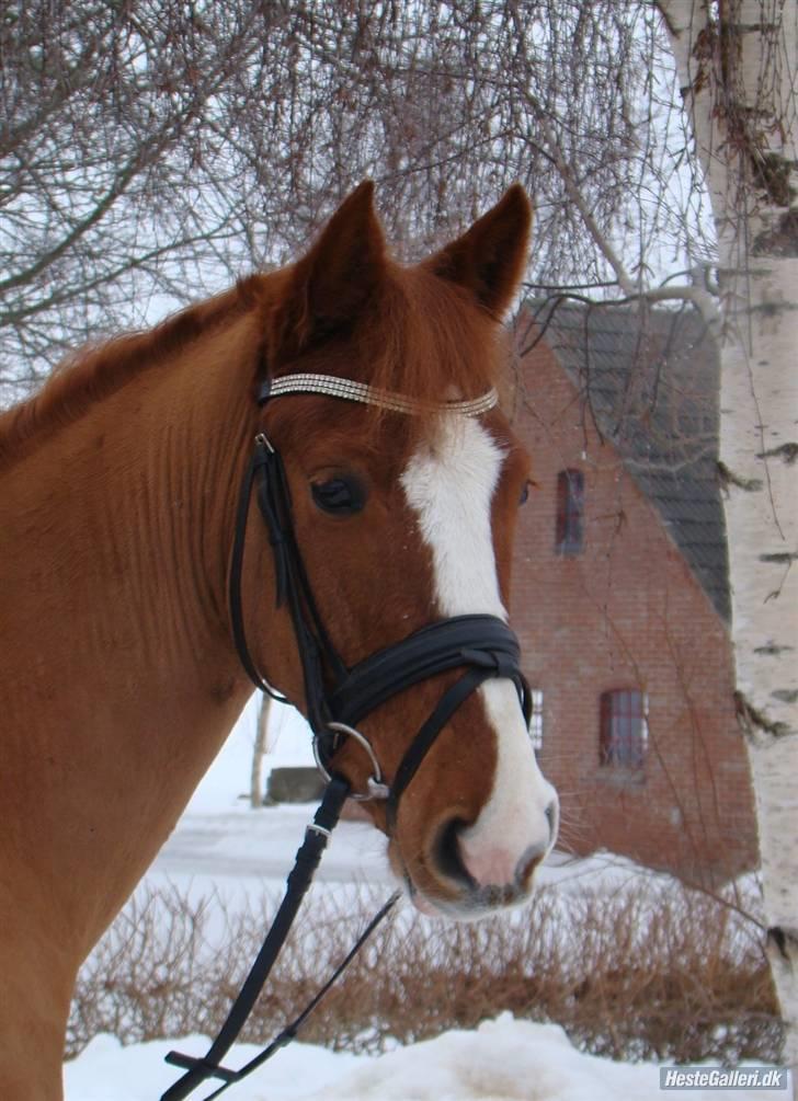 New Forest Shamrocks skater boy. - Skater i sneen ! <3 billede 2