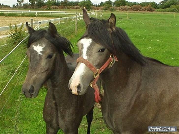 Welsh Pony (sec B) Klintholms SirJames - James som følle<3 Det ham uden grime:D billede 19