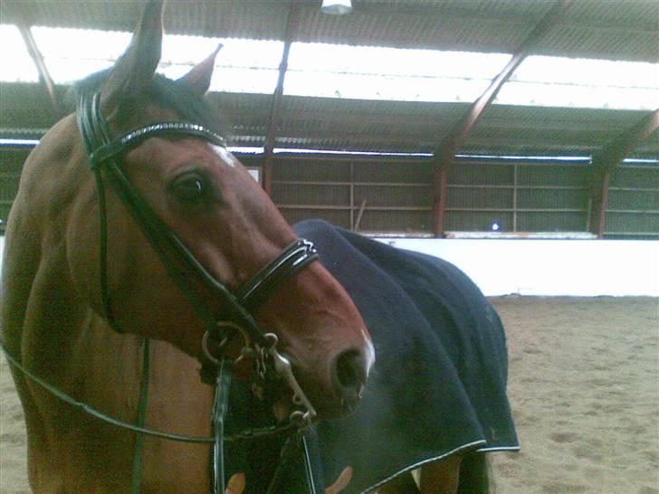 Dansk Varmblod Storgårdens Rosalia billede 8