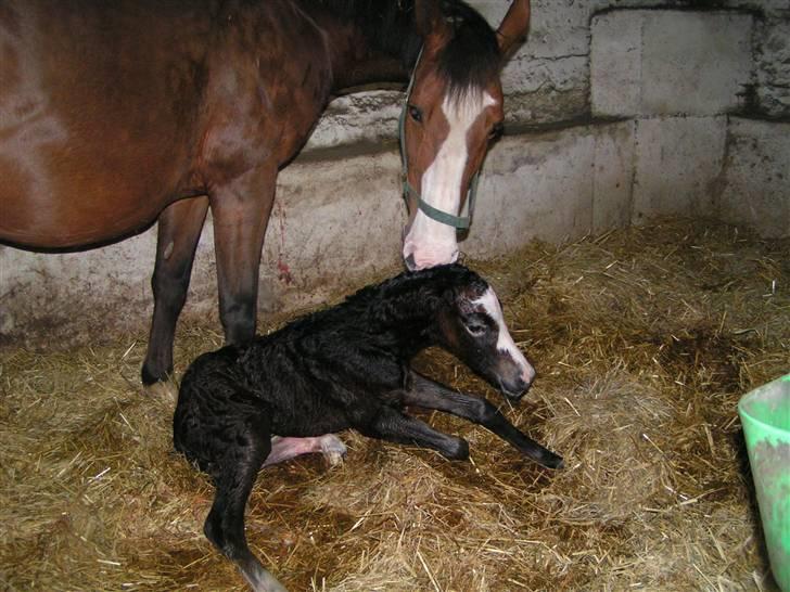 Welsh Partbred (Sec F) Midnights Masja - Vores lille 2009 mirakel billede 1